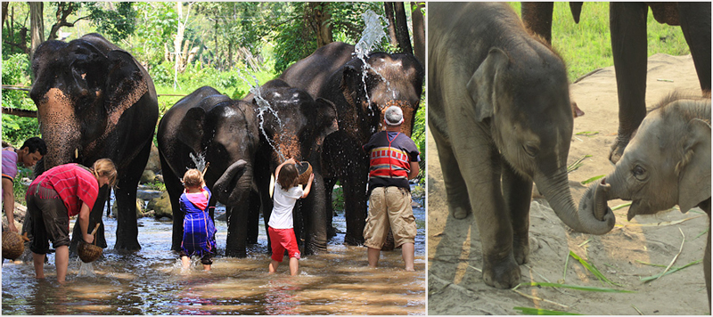 elephant experience in chiang mai